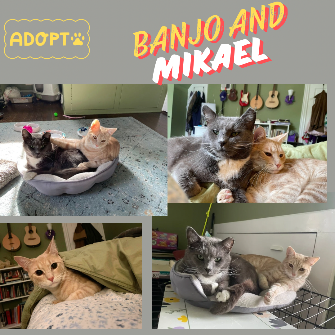 adoptable Cat in Bronx, NY named Mikael and Banjo!!