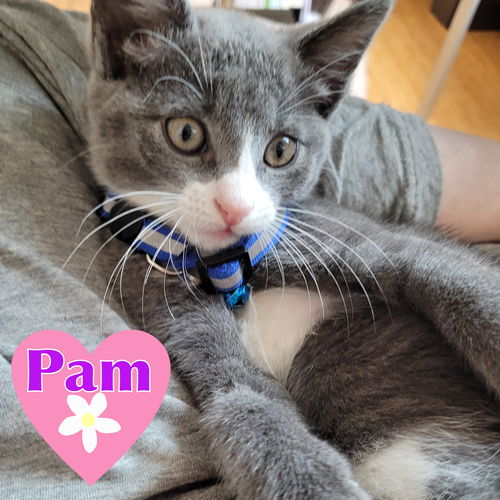 PAM