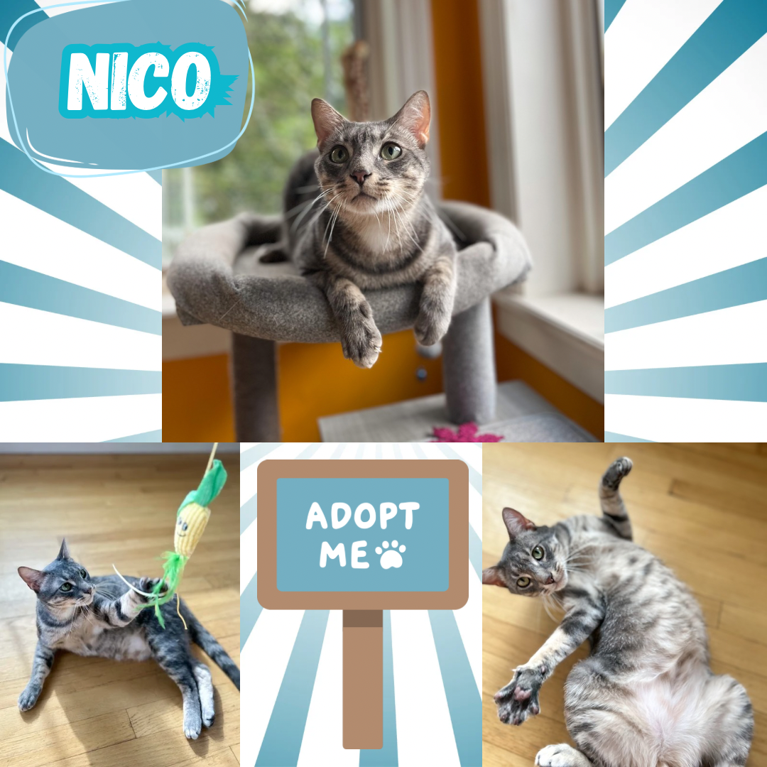 adoptable Cat in Bronx, NY named Nico