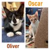 Oscar and Oliver