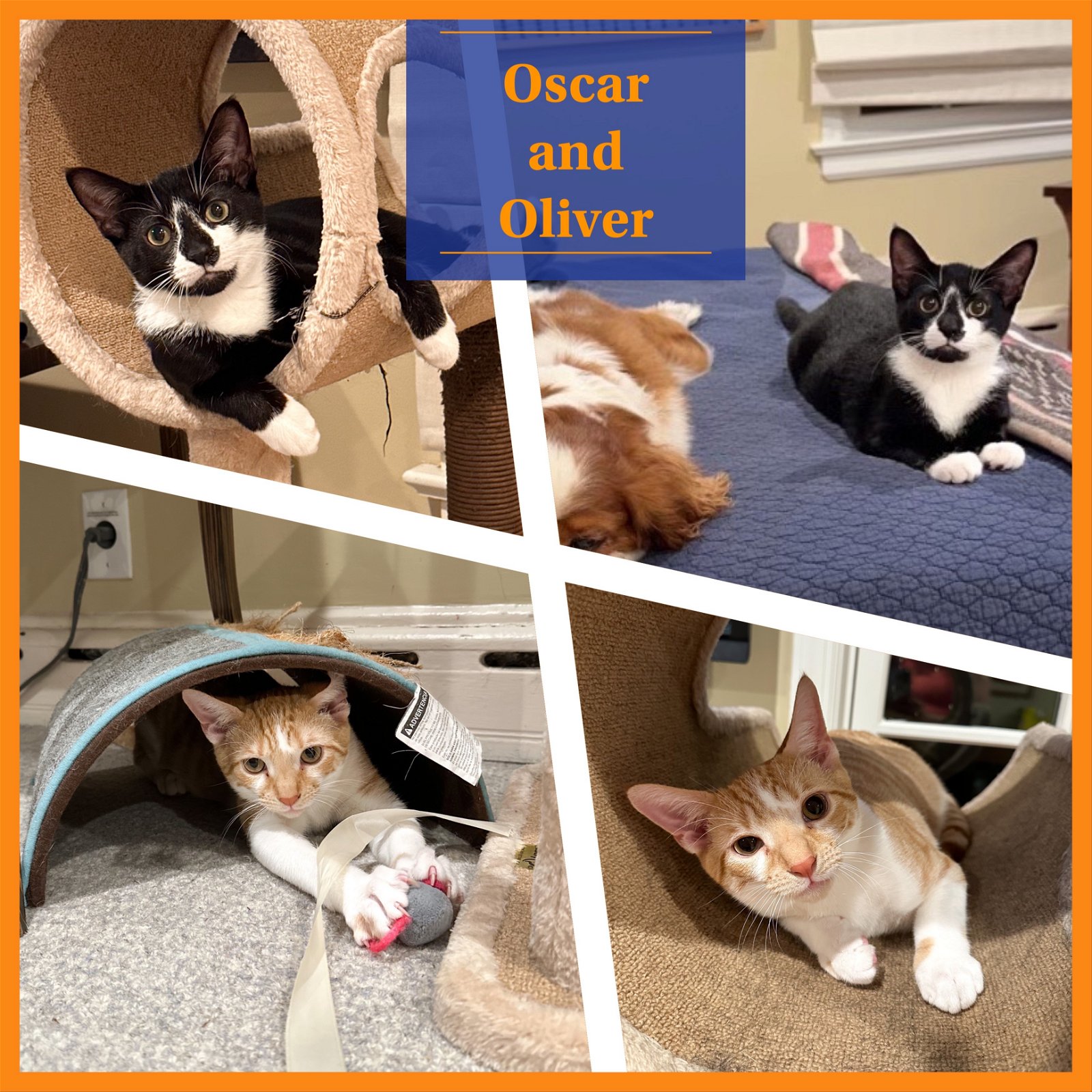 adoptable Cat in Bronx, NY named Oscar and Oliver