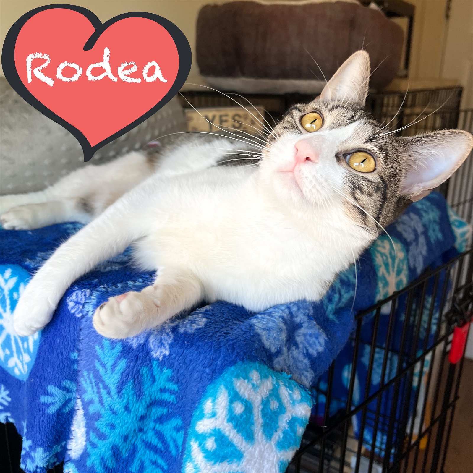 adoptable Cat in Bronx, NY named Rodea