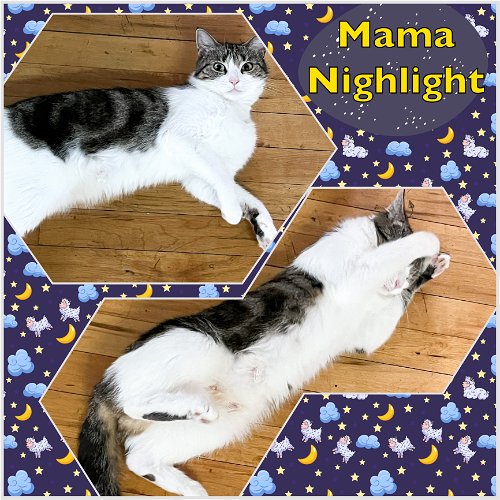 Mama Nightlight and her Kittens