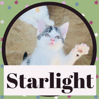Starlight