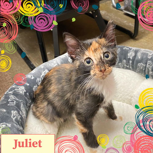 Juliet