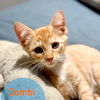 Jambi of the Pee Wee Playhouse litter
