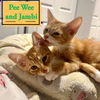 Jambi of the Pee Wee Playhouse litter