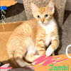 Jambi of the Pee Wee Playhouse litter