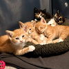 Jambi of the Pee Wee Playhouse litter