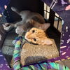 Jambi of the Pee Wee Playhouse litter