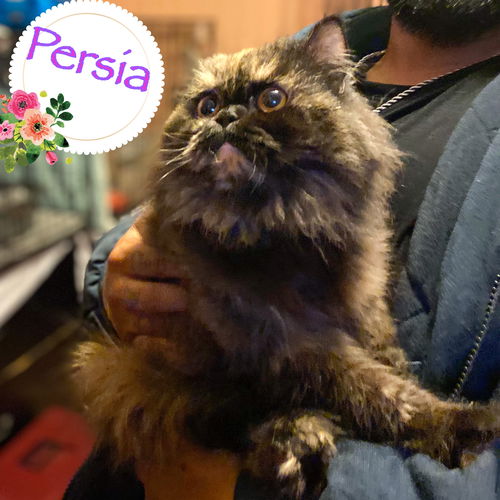 Persia