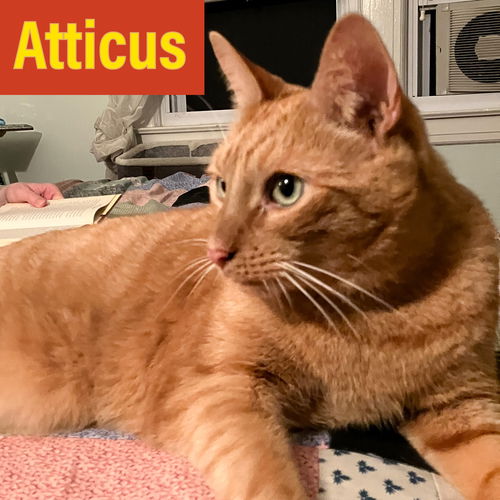 Atticus