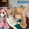 Atticus