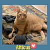 Atticus