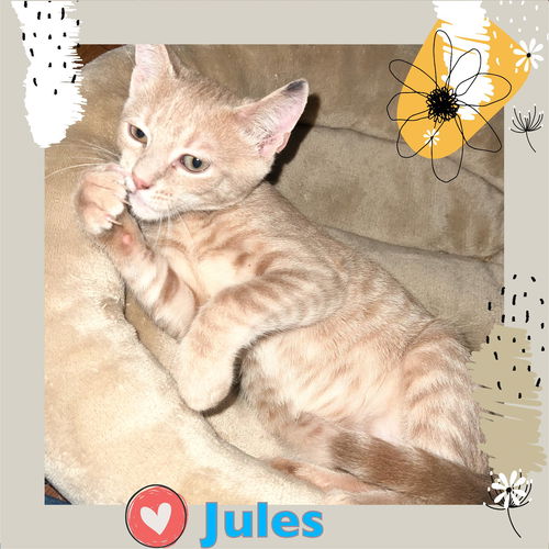 Jules