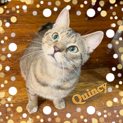 Quincy