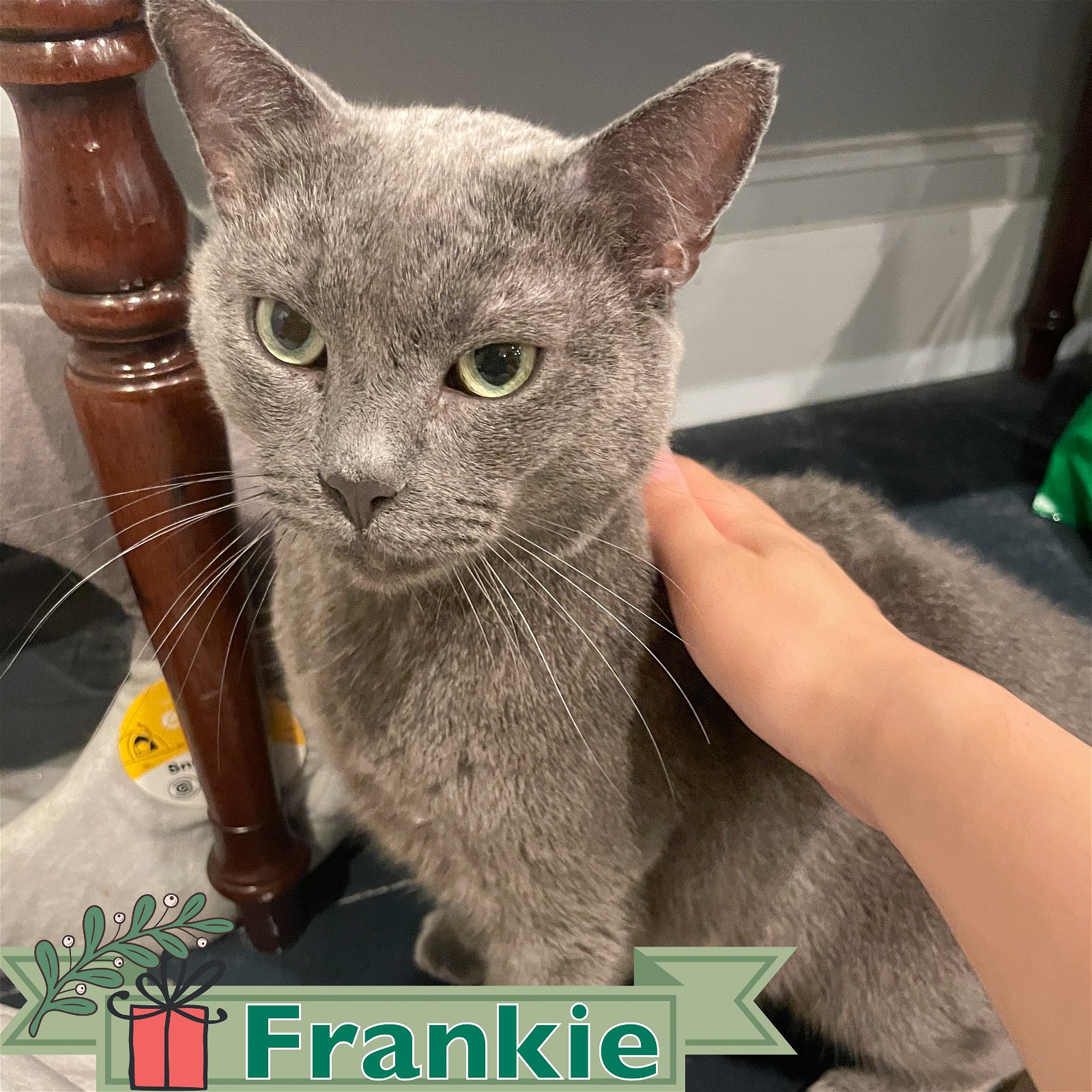 adoptable Cat in Bronx, NY named Frankie
