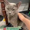 adoptable Cat in  named Frankie