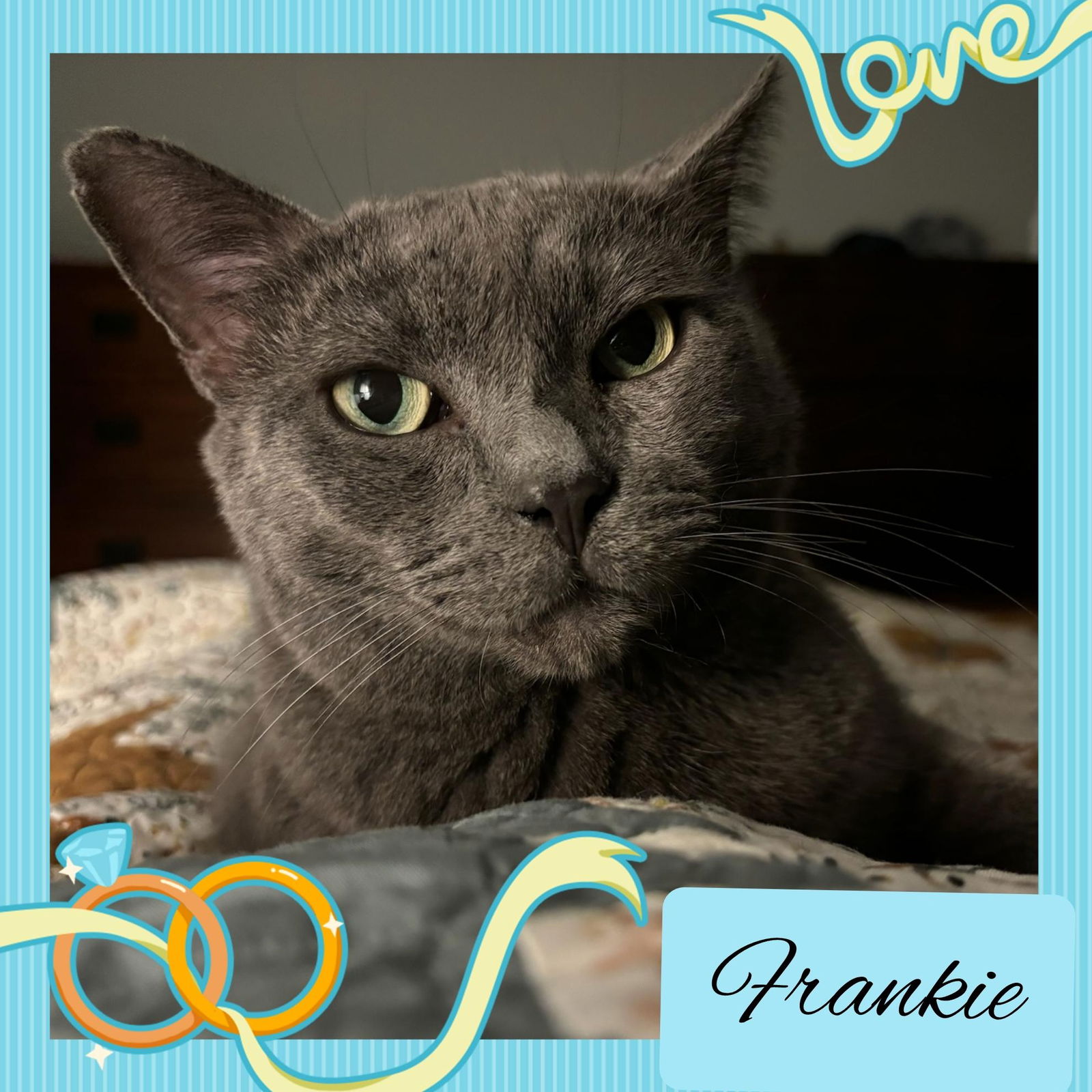 adoptable Cat in Bronx, NY named Frankie