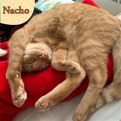 Nacho- a purring FELV  sweetheart