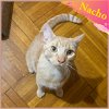 Nacho- a purring FELV  sweetheart