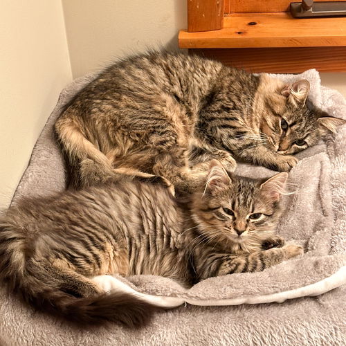 Milan and Sydney - a fluffy duo!