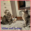 Milan and Sydney - a fluffy duo!