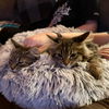 Milan and Sydney - a fluffy duo!