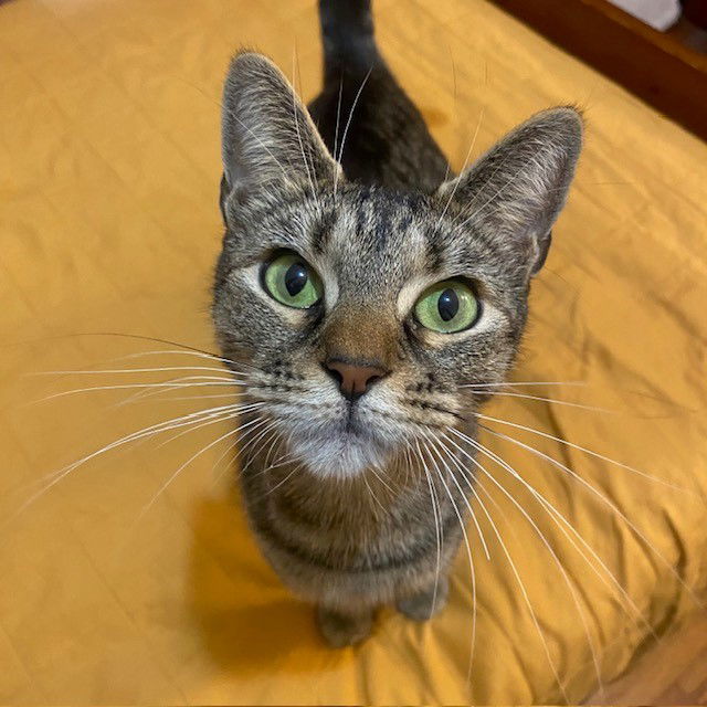 adoptable Cat in Bronx, NY named Kelli