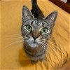 adoptable Cat in bronx, NY named Kelli