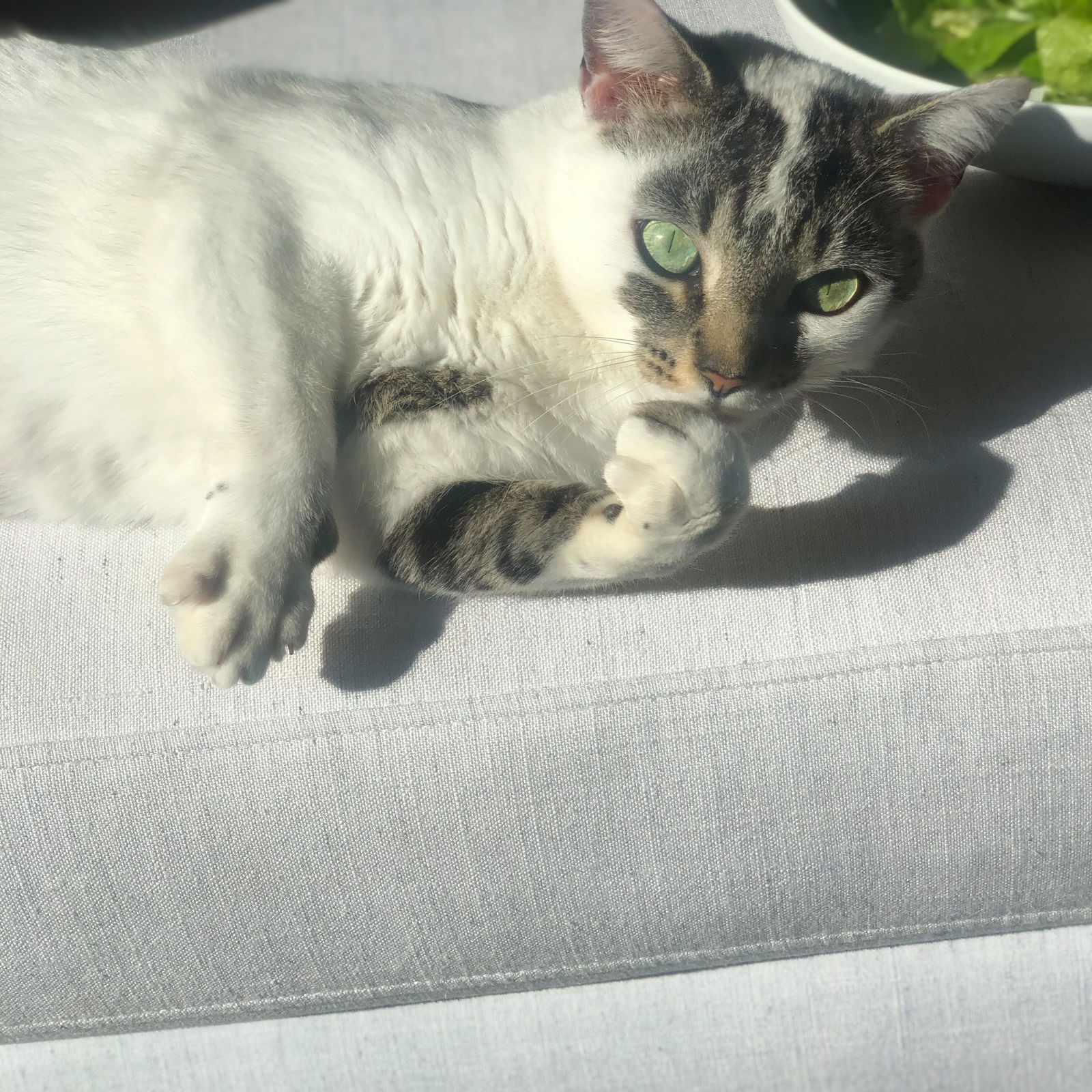 adoptable Cat in Bronx, NY named Bollera - green eyed beauty