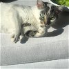 adoptable Cat in bronx, NY named Bollera - green eyed beauty