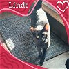 adoptable Cat in bronx, NY named Lindt