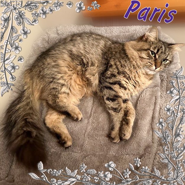 adoptable Cat in Bronx, NY named Paris