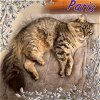 adoptable Cat in bronx,, NY named Paris