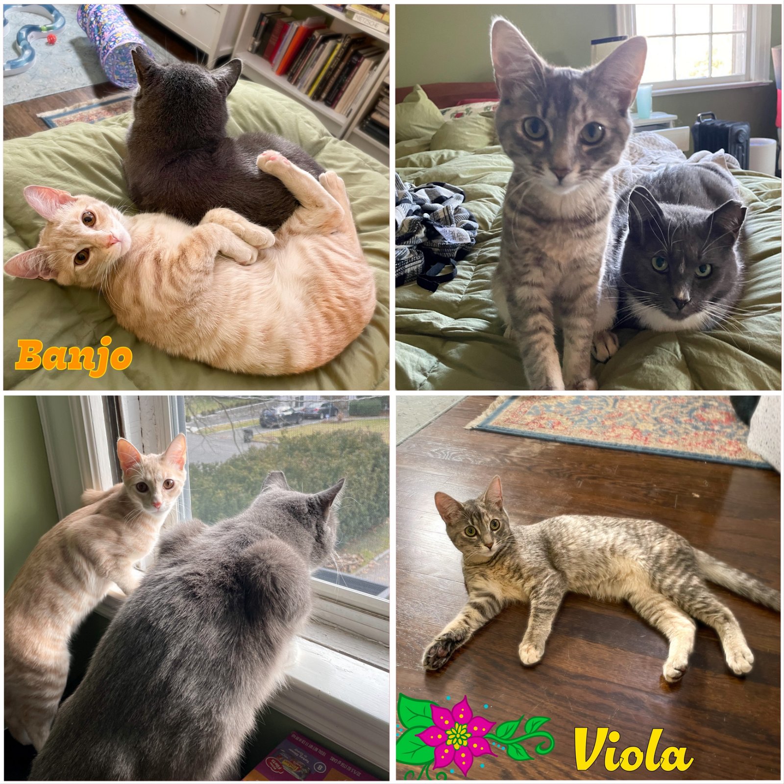 adoptable Cat in Bronx, NY named Viola and Banjo