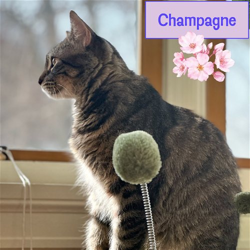 Mama Champagne of the Bubbly Bunch!