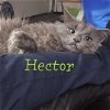 adoptable Cat in bronx, NY named Handsome Hector