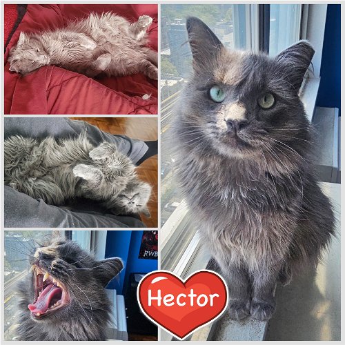 Handsome Hector