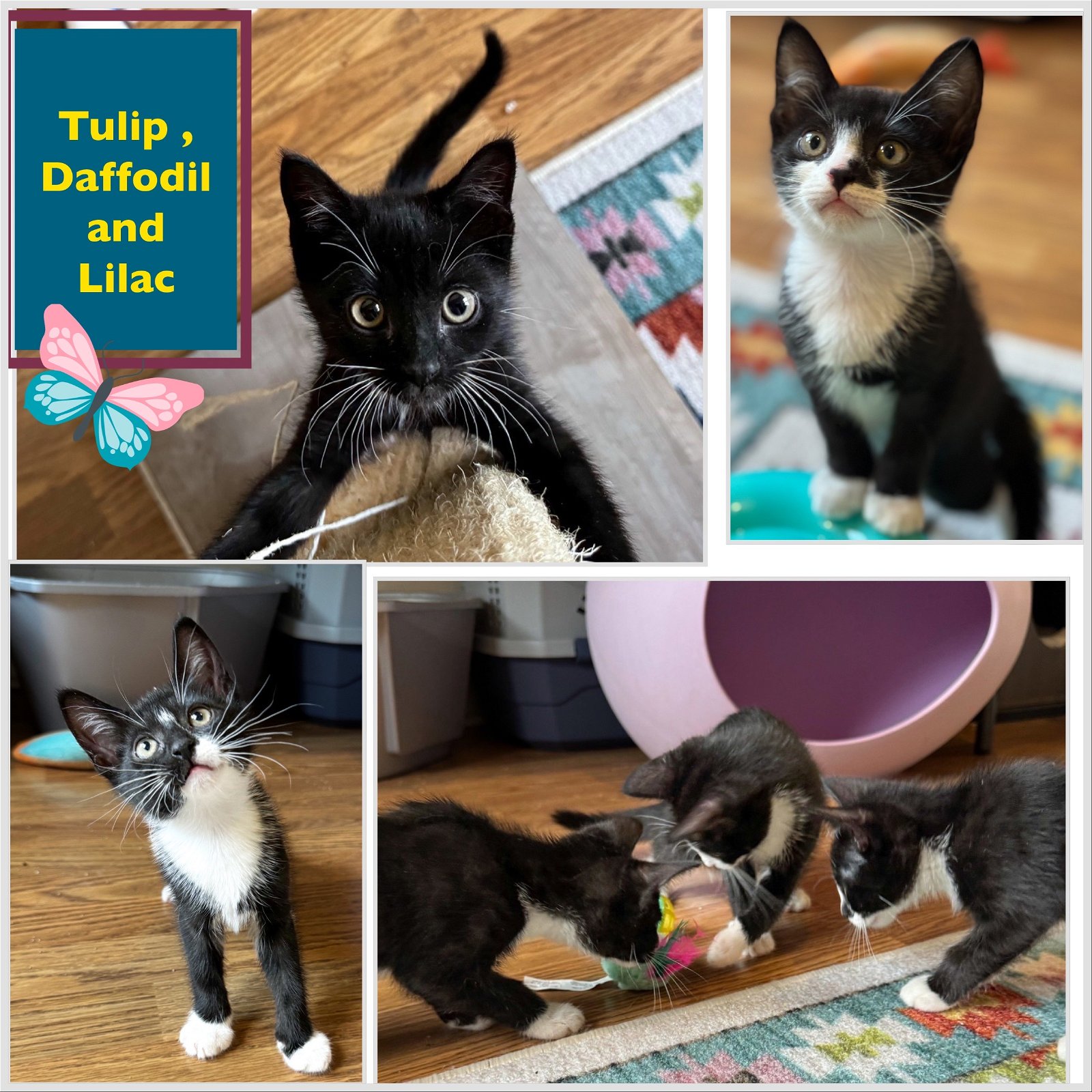 adoptable Cat in Bronx, NY named Tulip and Daffodill  - adorable sisters !