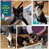 adoptable Cat in  named Tulip and Daffodill  - adorable sisters !