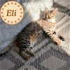 adoptable Cat in , NY named Eli