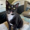 adoptable Cat in bronx, NY named Clint