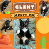 adoptable Cat in Bronx, NY named Clint