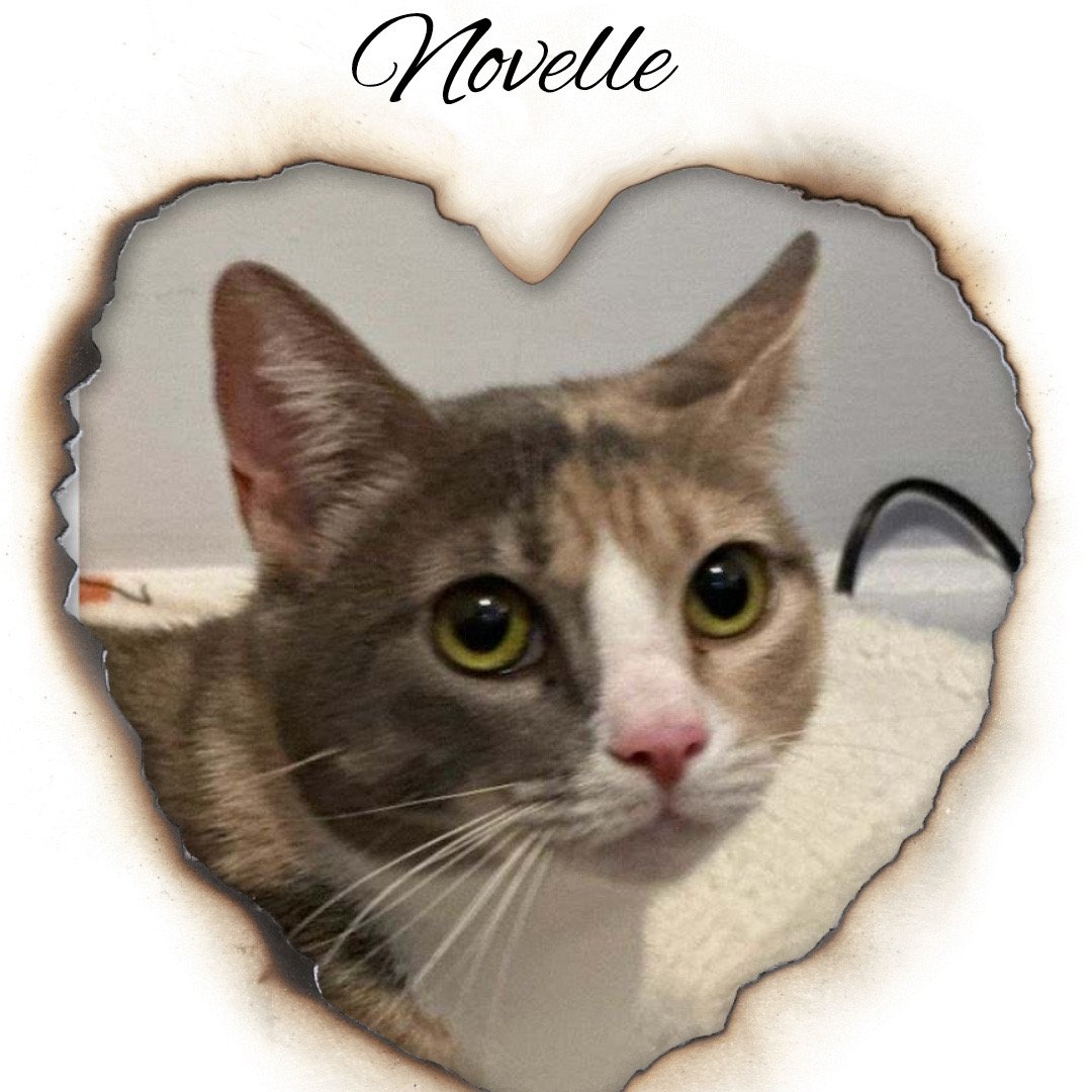 adoptable Cat in Pelham, NY named Novelle