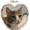 adoptable Cat in  named Novelle