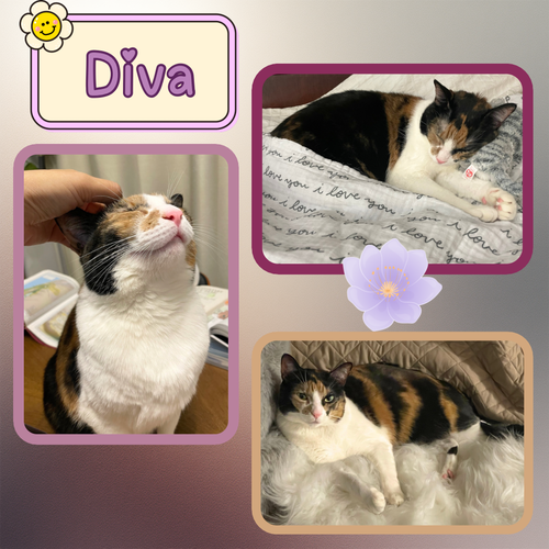Diva