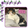 Diva