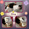Diva