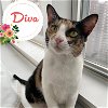 adoptable Cat in , NY named Diva